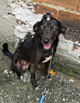 Un câine le-a omorât mama! Un alt câine i-a adoptat, salvându-le viaţa! 1 dog-adopts3_205103.jpg