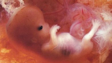 embrioni-modificati.jpg
