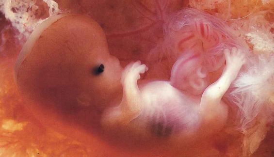 A fost aprobată modificarea genetică a embrionilor umani 1 embrioni-modificati.jpg