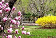 Meteo Brașov: Alertă de încălzire extremă și Risc de Avalanșă de Cod Roșu. De la -15°C la temperaturi de aprilie în doar 48 de ore! 5 parc-primavara.jpg