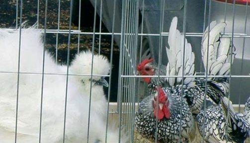 BRAȘOV. Expoziție de păsări exotice și animale mici 1 pasari.jpg