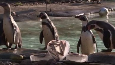 pinguini_2.jpg