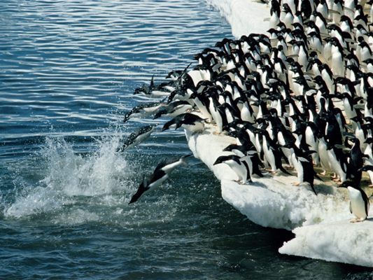 150.000 de pinguini au murit din cauza unui iceberg gigant 1 pinguini_3.jpg
