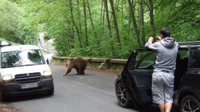 ursisinaia.jpg
