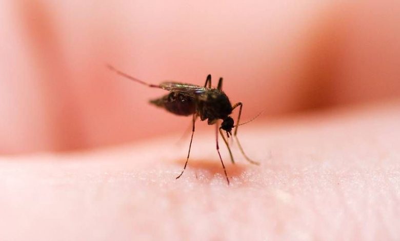 Trei cazuri de infecţie cu virusul West Nile, în România 1 virusulzika.jpg