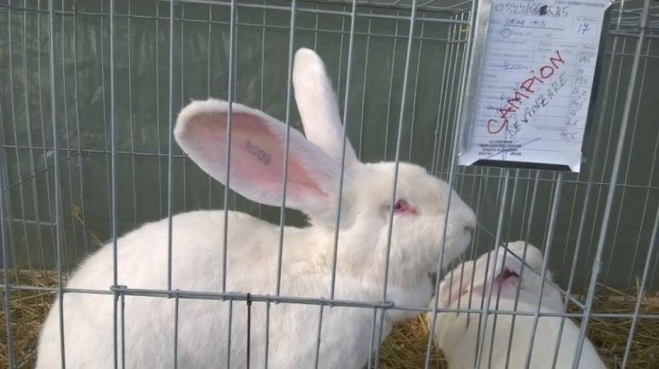 BRAȘOV. Expoziție de păsări și animale mici 1 12804013_1308003235883259_1433436158_n_206644.jpg