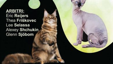 afissofisticat-1.jpg