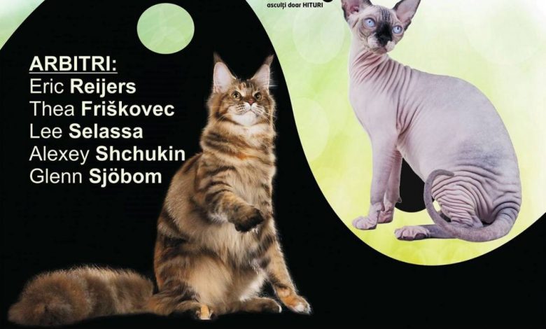 afissofisticat-1.jpg