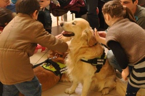 A murit Aksel, câinele care a ajutat zeci de copii cu autism să se facă mai bine 1 aksel.jpg