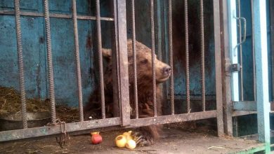 armenia-bears-021.jpg