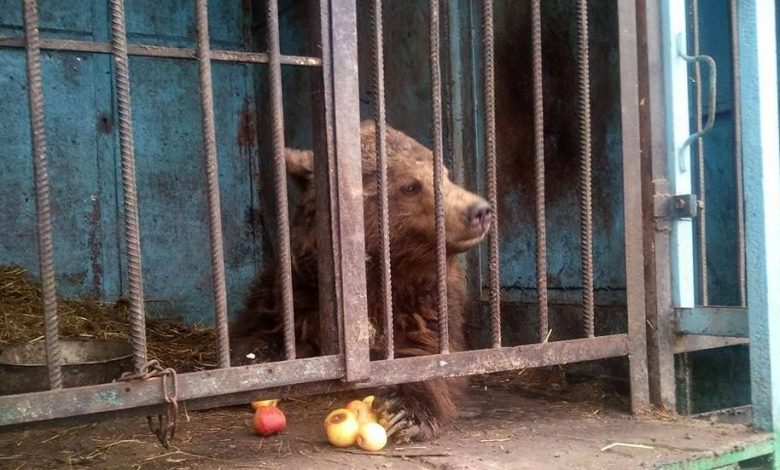 BRAŞOV. Urşii Masha şi Misha, din Armenia, vor fi adăpostiţi în Zărneşti 1 armenia-bears-021.jpg