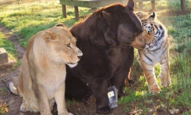 Incredibila prietenie dintre Baloo, Shere Khan și Leo!!! Galerie foto... 1 baloo.jpg