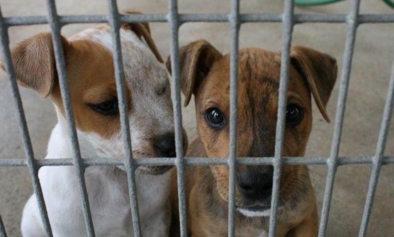 BRAȘOV. Polițiști de la Biroul pentru Protecția Animalelor și inspectori DSVSA, controale la primării, în legătură cu gestionarea câinilor fără stăpân / Zeci de UAT-uri sunt ÎN AFARA LEGII... 1 cainifarastapani.jpg