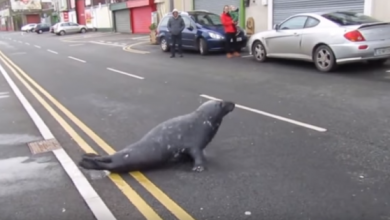 foca1.png