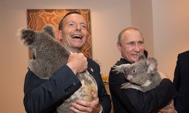 Acuzaţie. Politicieni obsedaţi să îmbrăţişeze urşi koala 1 koala1.jpg