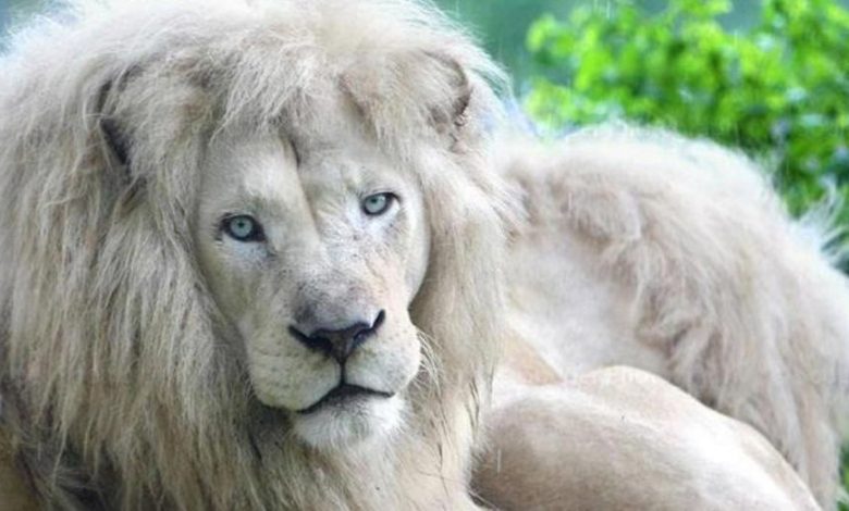 A scăpat un leu alb de la ZOO! 1 leualb.jpg