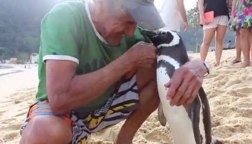 FASCINANT. Poveste de dragoste între un pinguin și salvatorul său!!! 1 pinguin.jpg