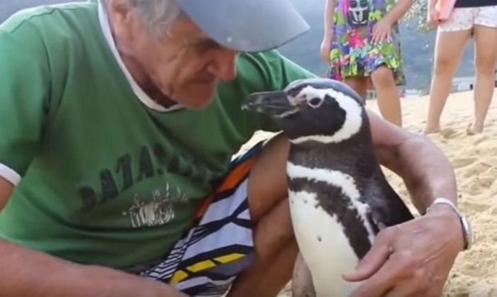pinguin1_206976.jpg
