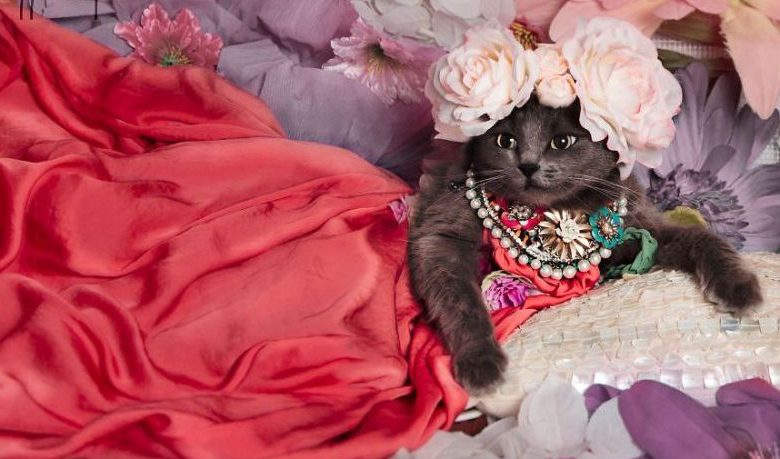PISICA FASHIONISTĂ. Poartă hainuţe cool şi accesorii 1 pisica.jpg