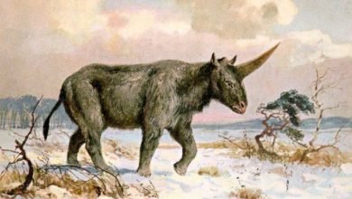 siberian-unicorn-painting-01.jpg.653x0_q80_crop-smart_208396