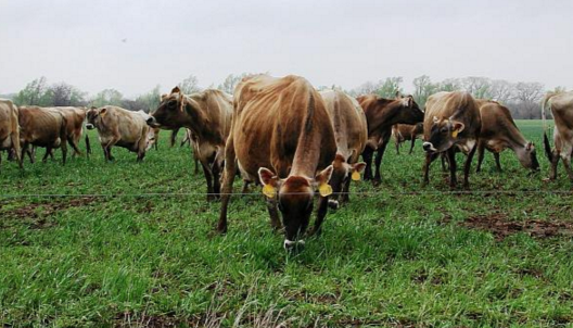 BRAŞOV. Pagubă. A fost nevoit să sacrifice 17 vaci, după ce le-a lăsat să pască în voie 1 vaci.png