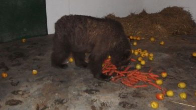 Masha_was_happy_to_eat_some_fruits_after_arriving_in_the_qua
