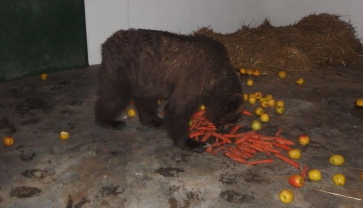 Masha_was_happy_to_eat_some_fruits_after_arriving_in_the_qua
