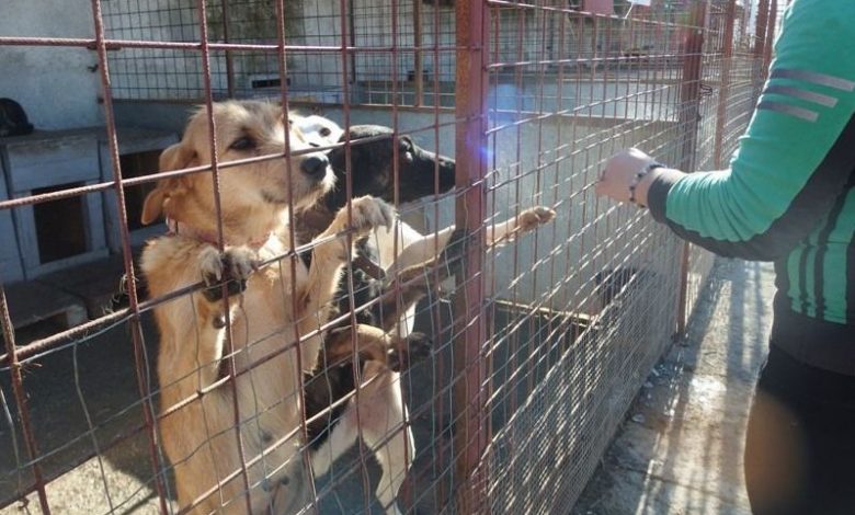 BRAŞOV. Acţiuni de Ziua animalelor abandonate şi neiubite 1 adapoststupinicainilapis3_2.jpg