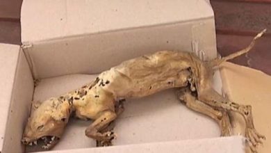animal_2.jpg