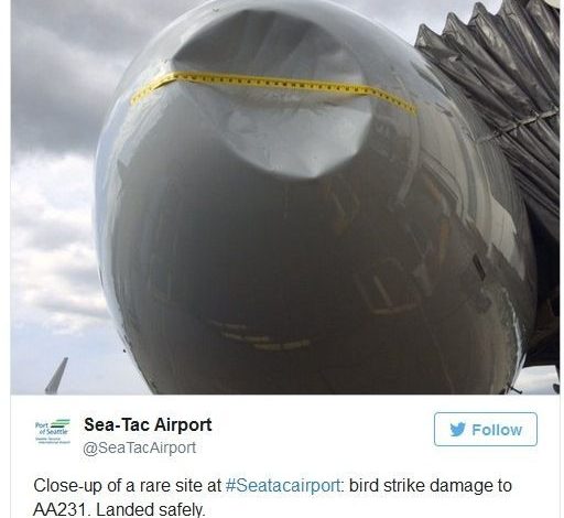 Uite cum arată un avion lovit de o pasăre! 1 avion_14.jpg