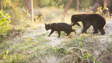 bear-cat-friends-unusual-animal-friendships-ka-wao-george-3_