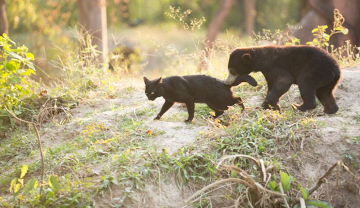 O pisică, cea mai bună prietenă pentru doi urşi 1 bear-cat-friends-unusual-animal-friendships-ka-wao-george-3_