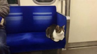 cat-rides-subway-seibu-ikebukuro-line-tokyo-1-605x629_209101