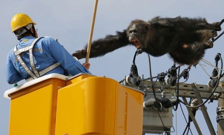 PANICĂ. Cimpanzeul a evadat de la ZOO!!! Vezi pozele... 1 cimpanzeu.jpg