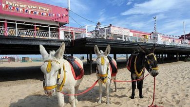 donkeys-on-the-beach-great-yarmouth.jpg