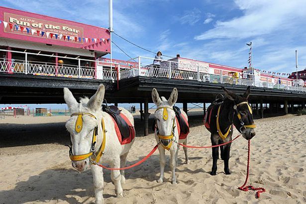 „Nu mai hrăniţi măgarii cu îngheţată“! Avertisment pentru turişti 1 donkeys-on-the-beach-great-yarmouth.jpg