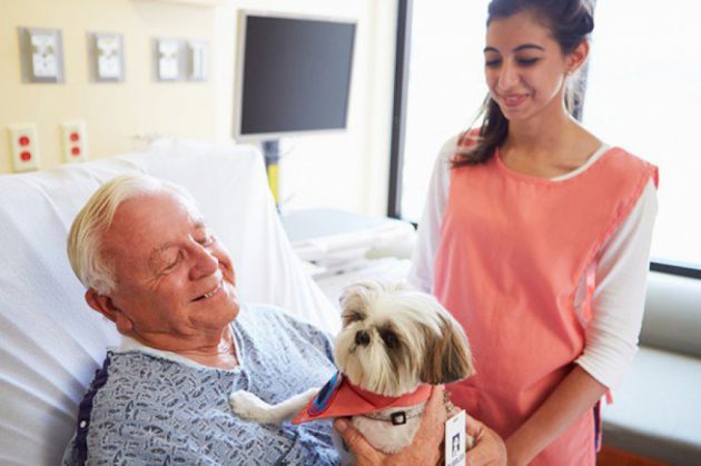 Un spital permite accesul câinilor în saloanele cu bolnavi 1 hospital-pets-allowed-animal-therapy-zacharys-paws-for-heali