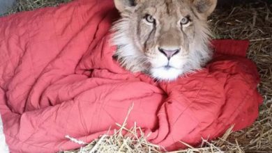 rescued-african-lion-sleeping-with-blanket-9_208671.jpg