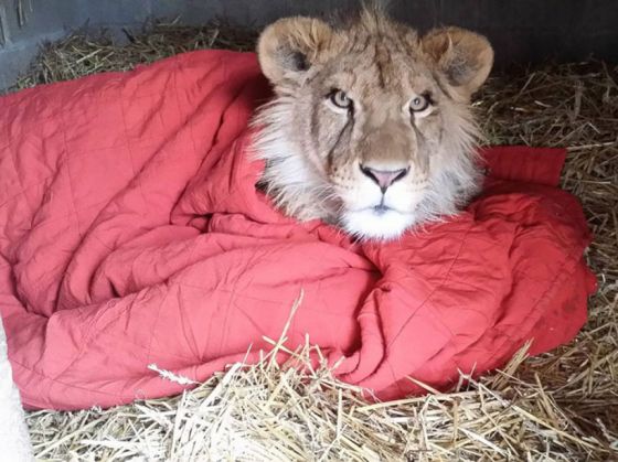 Un leu nu poate să doarmă fără pătură 1 rescued-african-lion-sleeping-with-blanket-9_208671.jpg