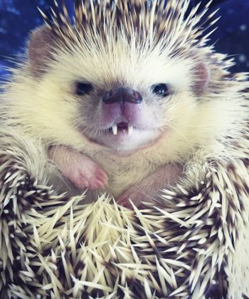 vampire-hedgehog-fangs-hodge-huffington-10_210531.jpg