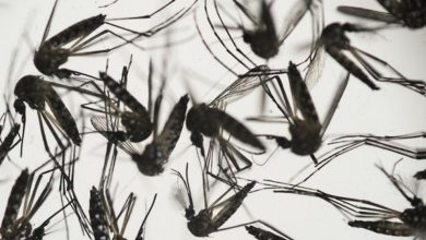 zika_4.jpg