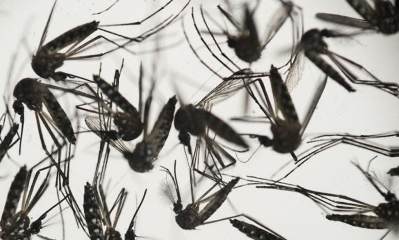 NEAȘTEPTAT. Originea virusului Zika este din... 1 zika_4.jpg