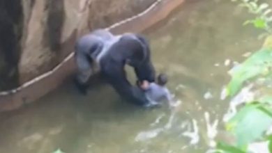 Boy-falls-in-to-Gorilla-enclosure-at-cincinnati-zoo_213250.j