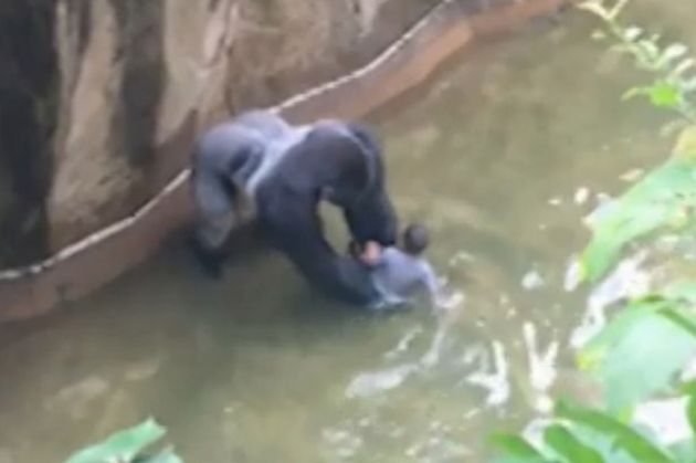 ŞOCANT. Un copil de 4 ani a căzut în adăpostul unei gorile! 1 Boy-falls-in-to-Gorilla-enclosure-at-cincinnati-zoo_213250.j