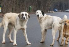 Apel către proprietarii de animale din Dumbrăvița: programări pentru sterilizare și microcipare 5 caini_4.jpg