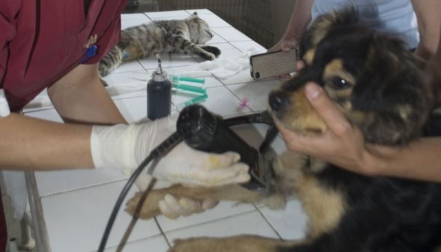 BRAȘOV. Sterilizare gratuită pentru câini și pisici 1 campanie-sterilizare-milioane-de-prieteni.jpg