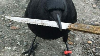 crow-befriends-man-canuck-14_213255.jpg