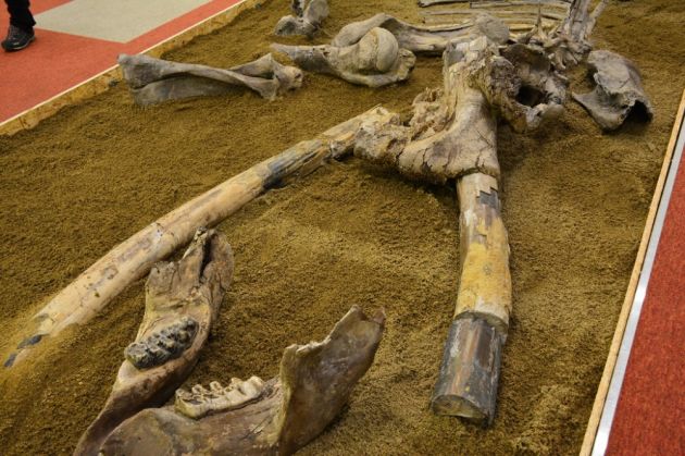 dino3_212818.JPG