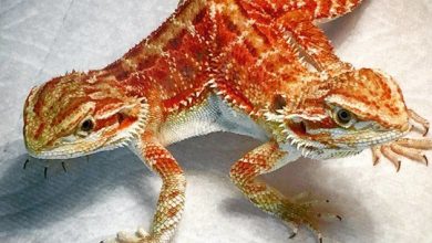 dragon2.jpeg
