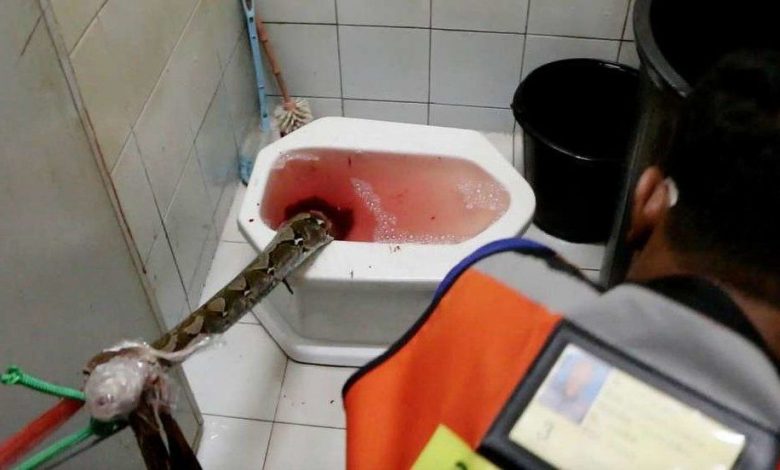 ȘOC LA WC. Un piton l-a mușcat de organele genitale!!! 1 piton_3.jpg